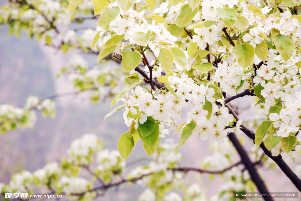 白梨花