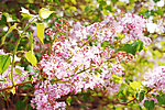 丁香花