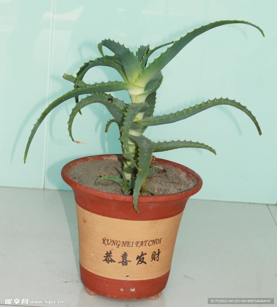 芦荟