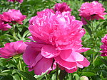 芍药