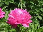 芍药花