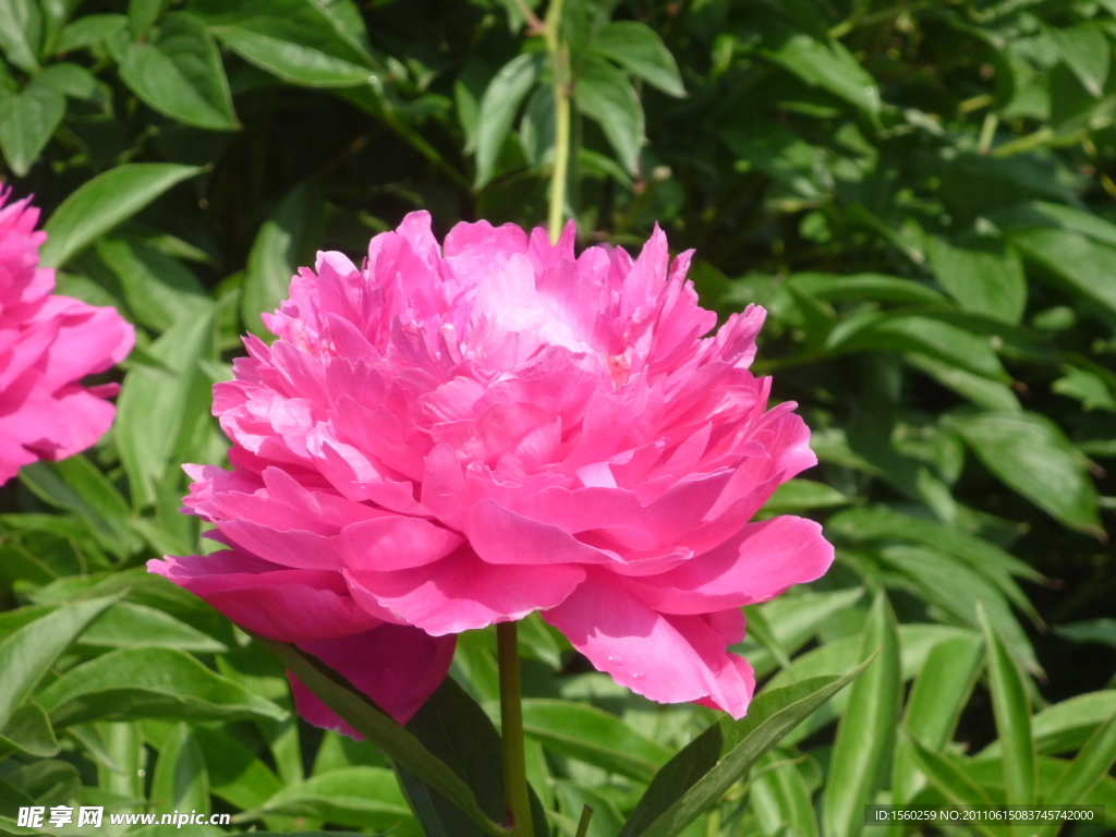 芍药花