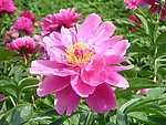 芍药花