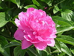 芍药花