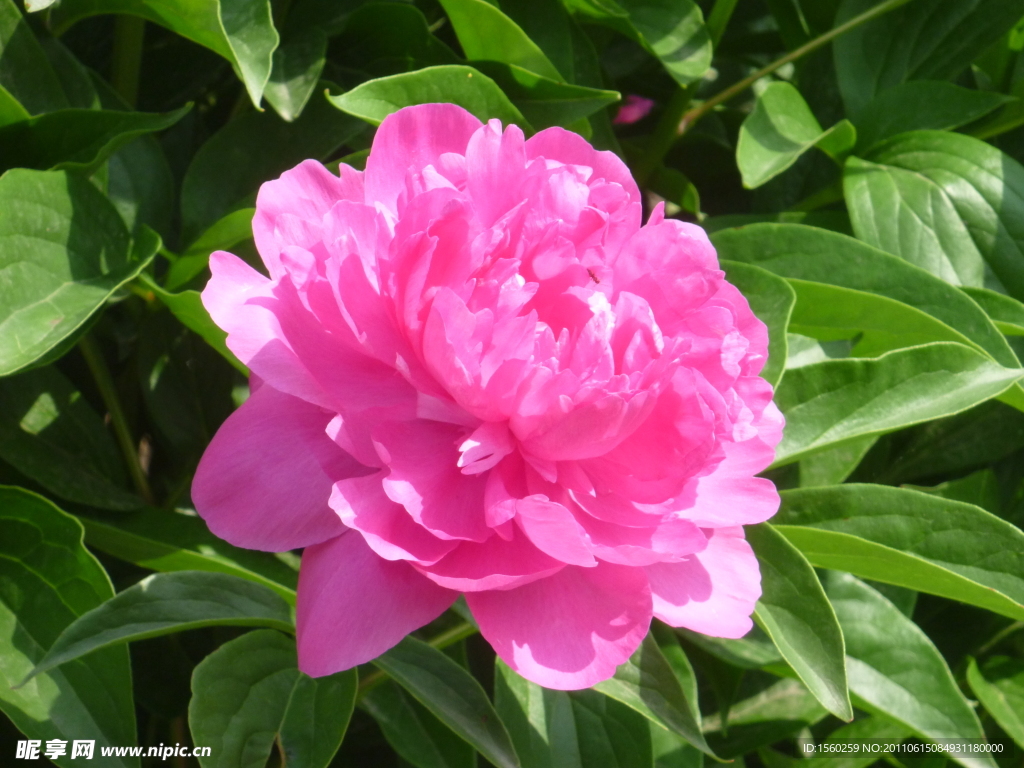 芍药花