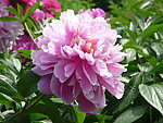 芍药花