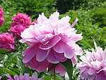 芍药花