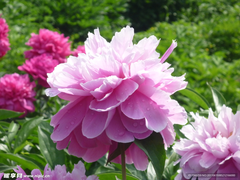 芍药花