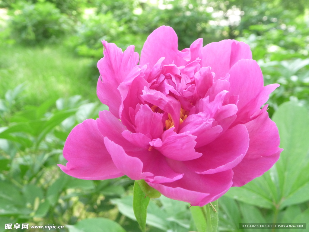 芍药花