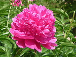 芍药花