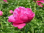 芍药花