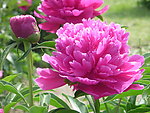 芍药花