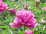 芍药花