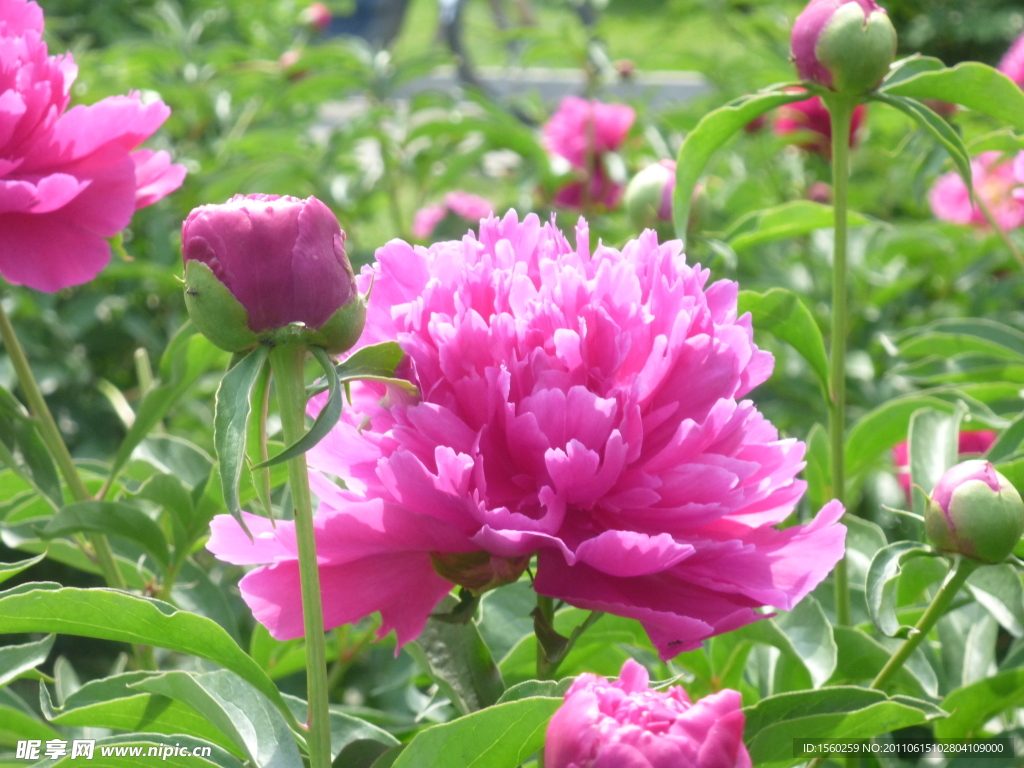 芍药花