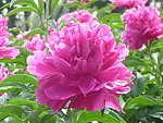 芍药花