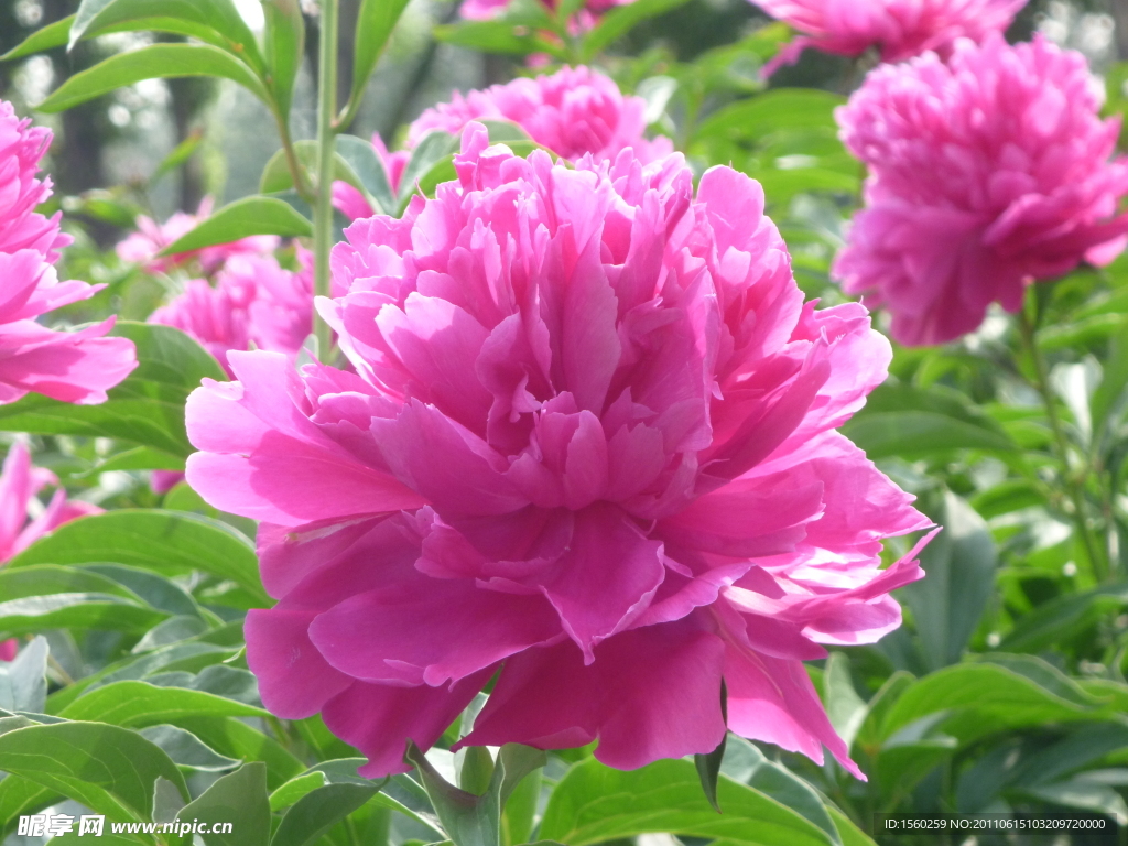 芍药花
