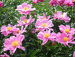芍药花