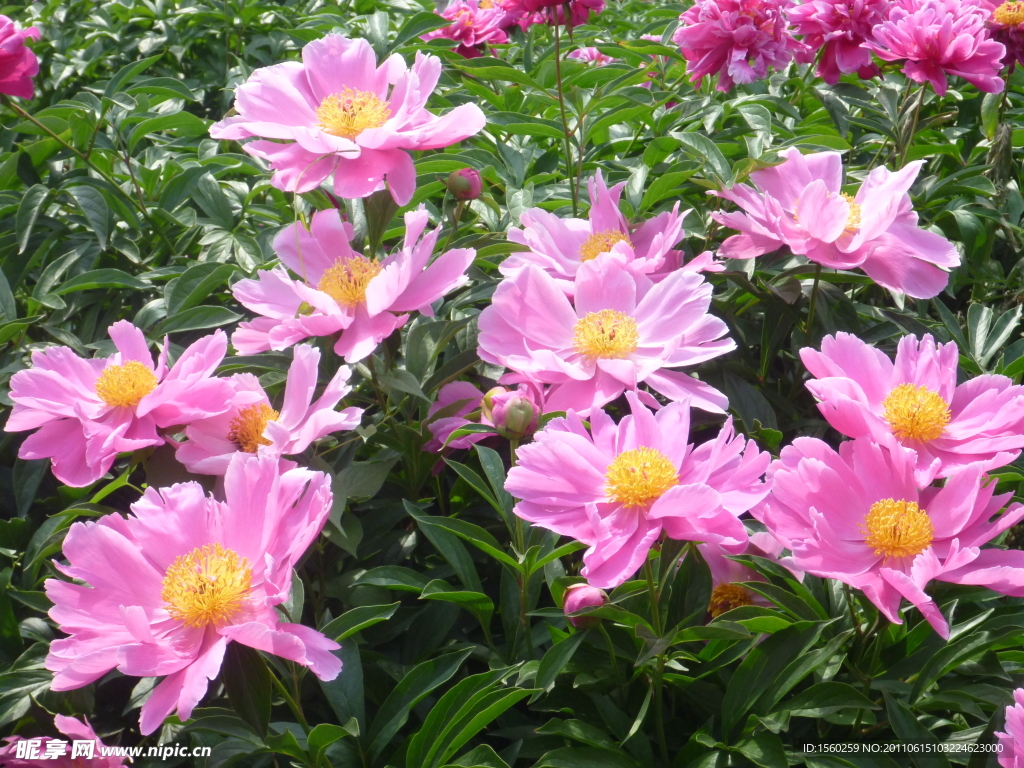 芍药花