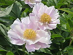 芍药花