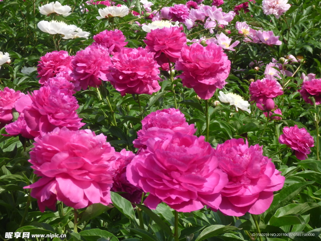 芍药花
