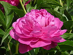 芍药花