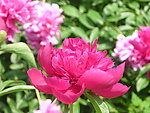 芍药花