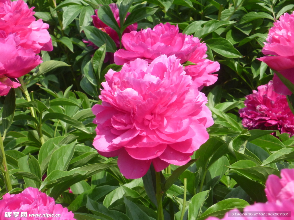 芍药花