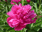 芍药花