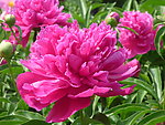 芍药花