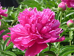 芍药花