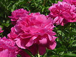 芍药花