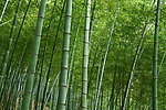 竹子