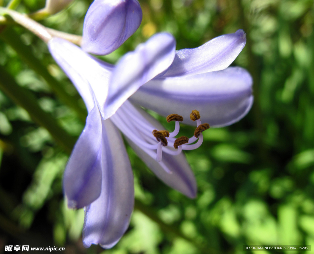 非洲蓝色百合花