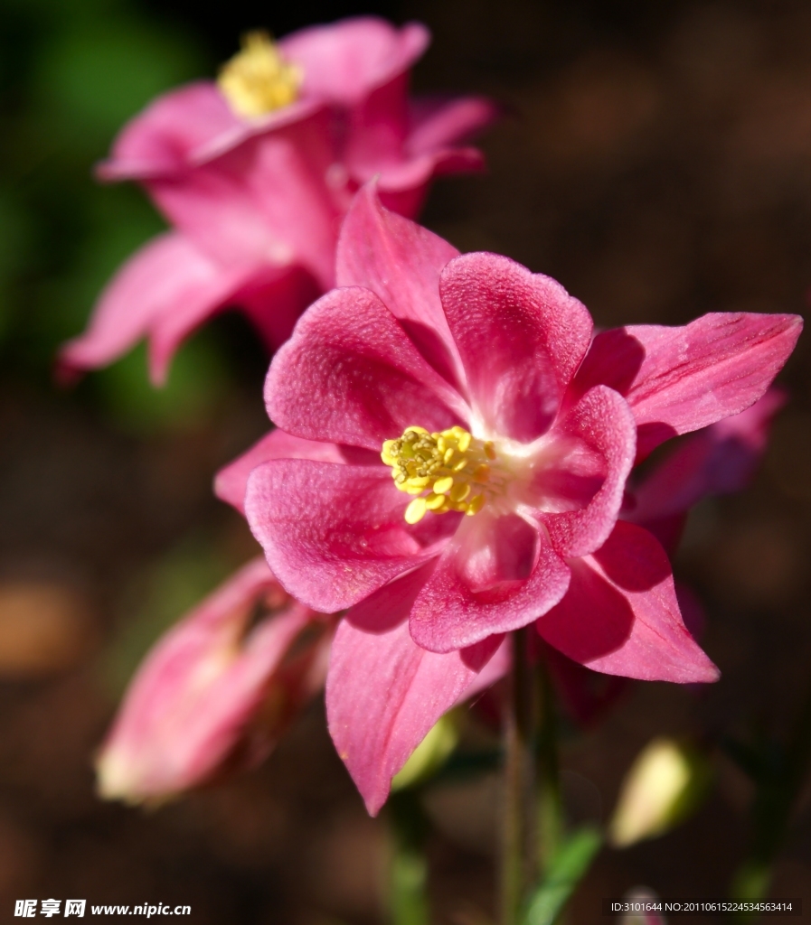 粉红耧斗菜