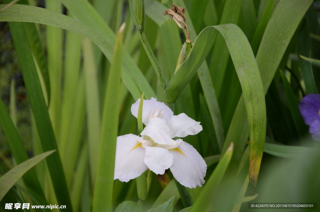 白花鸢尾