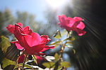 玫瑰花