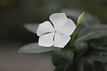 白野花