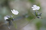 野花