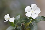 白野花
