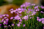 山花烂漫