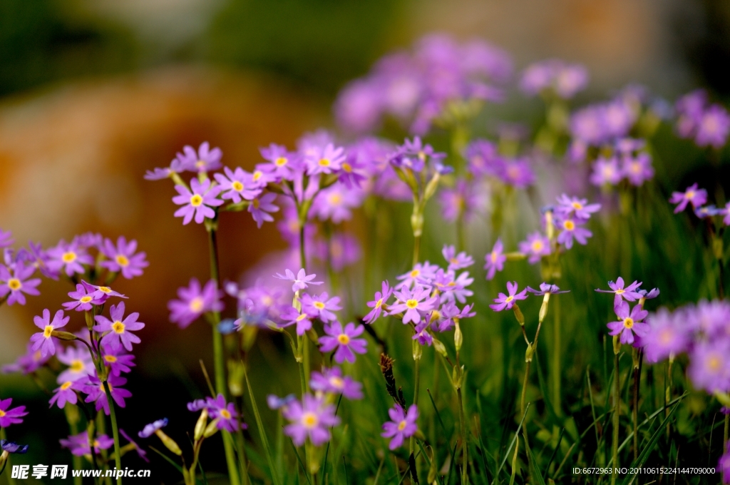 山花烂漫