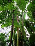热带植物
