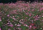 野菊花