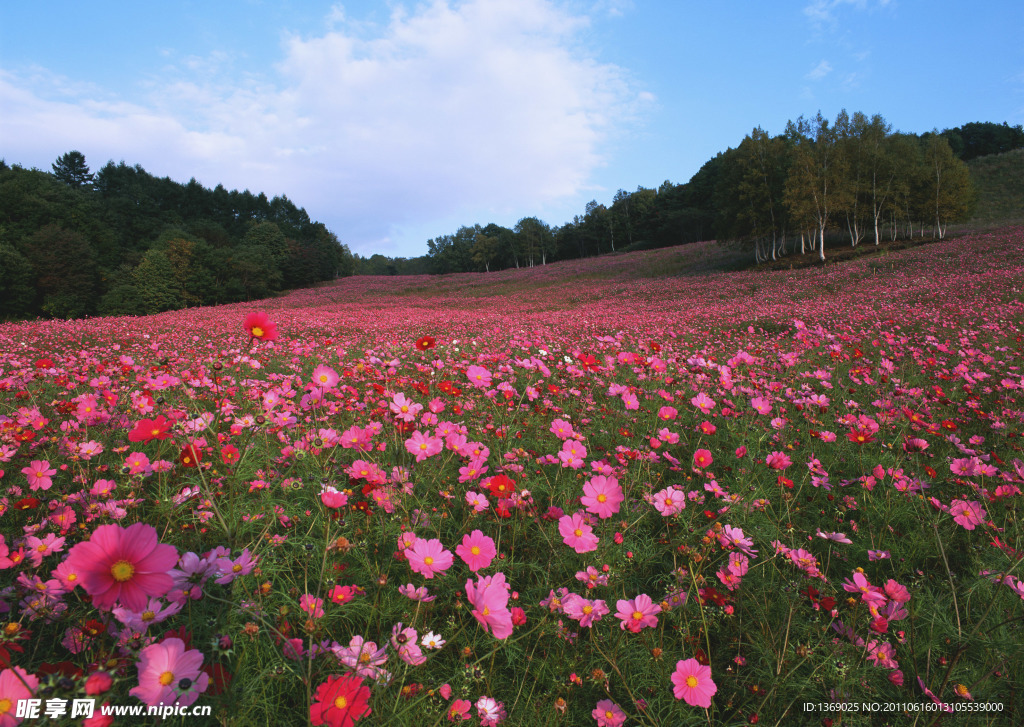 遍地菊花