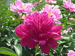 芍药花