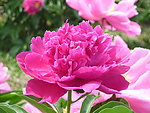 芍药花