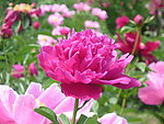 芍药花