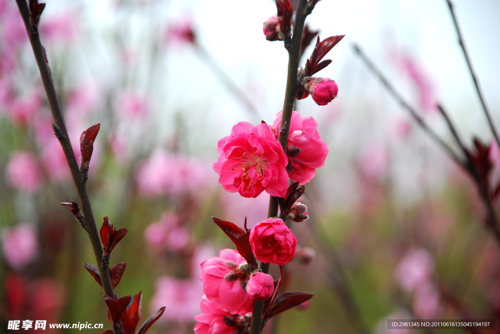 月季花