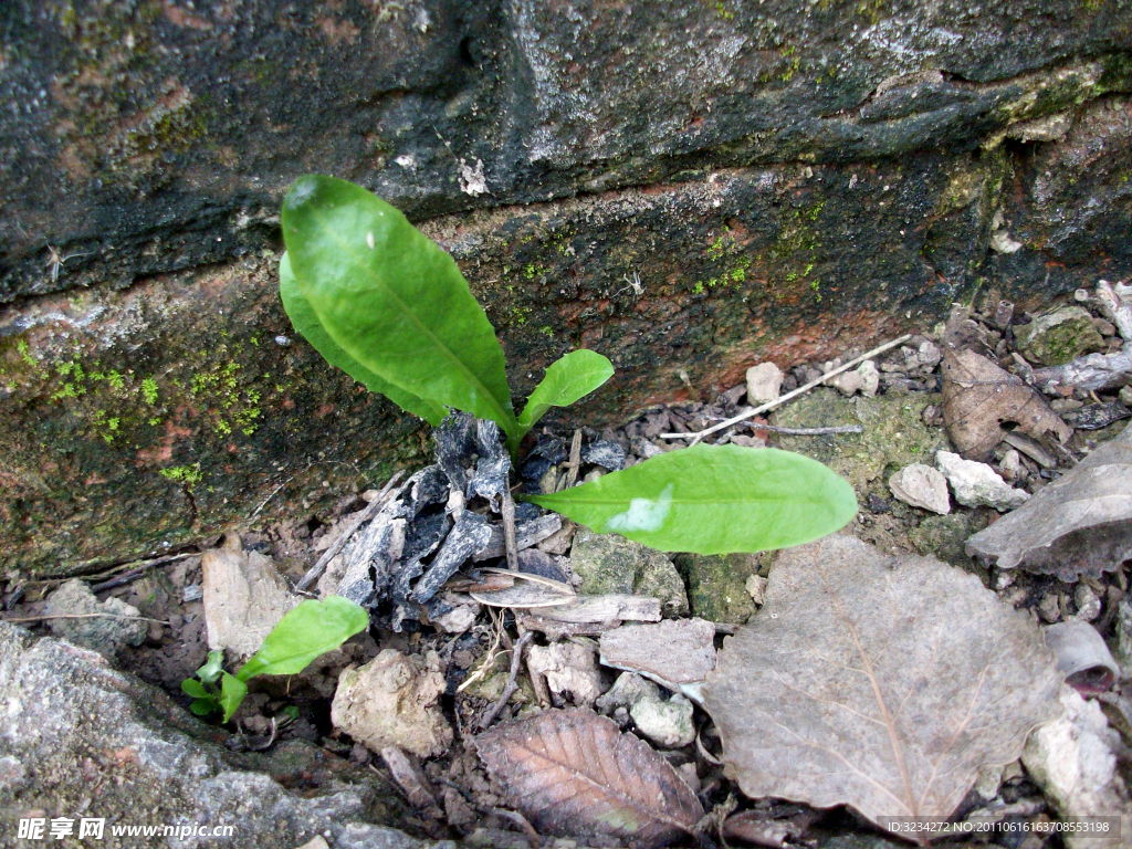 青石植物