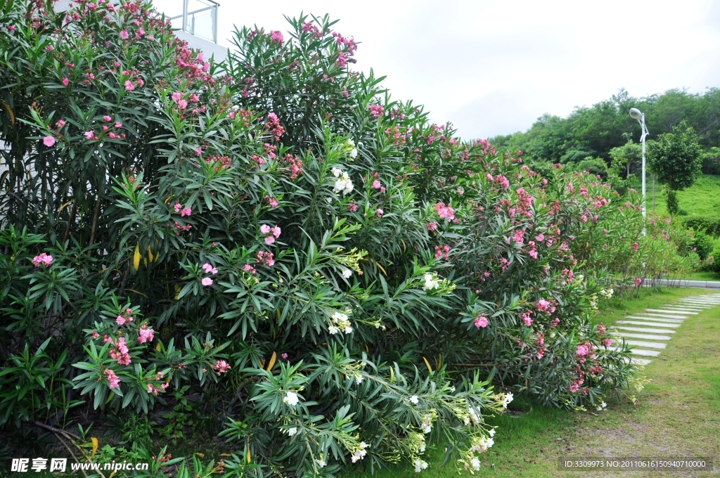 厦门理工学院花景